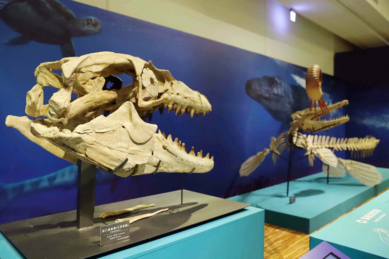 臺博館 水怪特展 跨時空一探史前水棲爬行動物 新頭條 Thehubnews