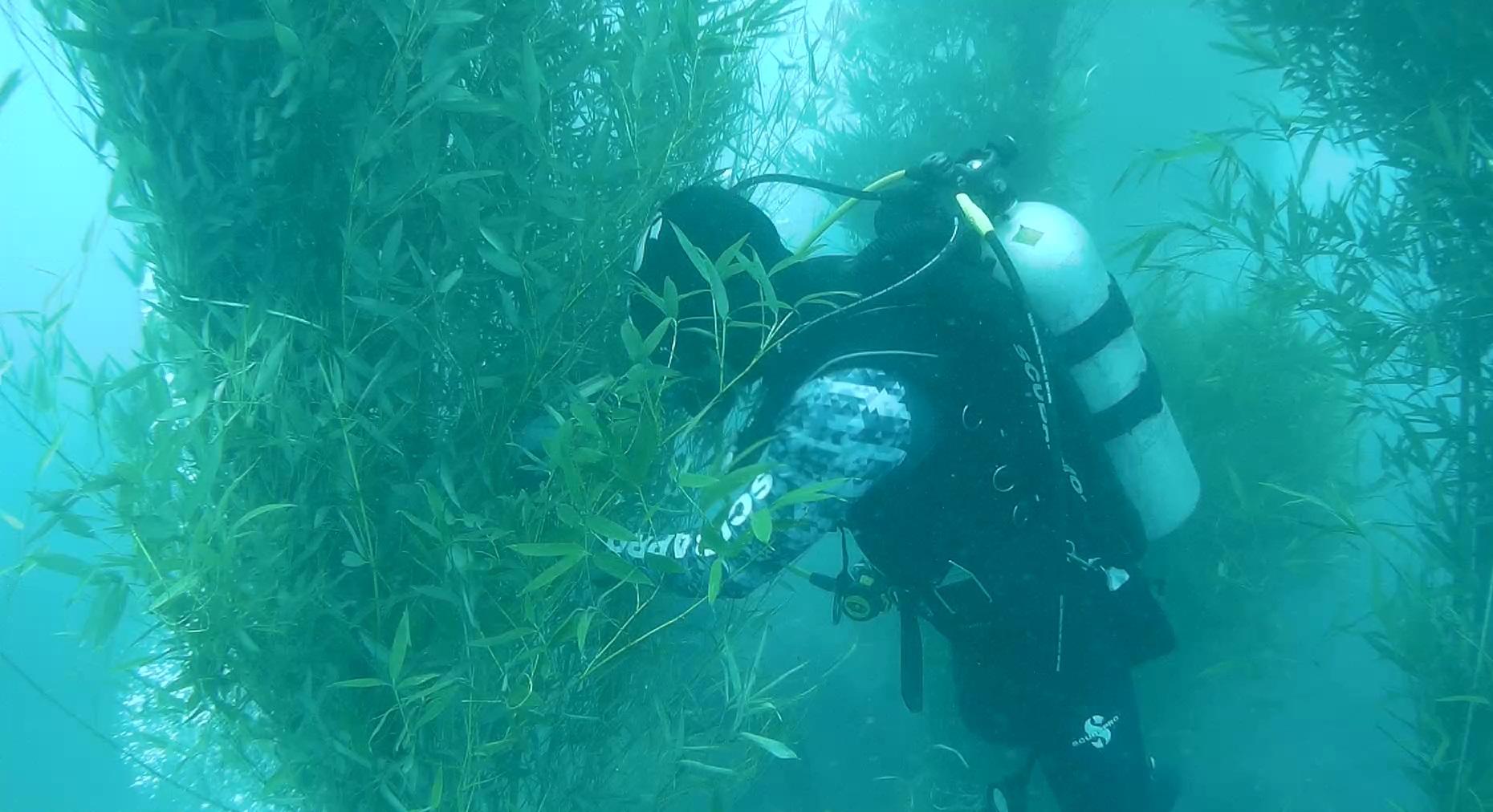 圖三 專業潛水人員將竹叢固定於海中 新頭條 Thehubnews