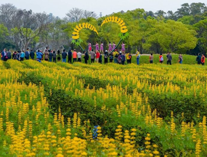 黃澄澄的魯冰花海搭配花意打卡設計，成為國內每年春季旅遊的新亮點。（圖/水土保持局）