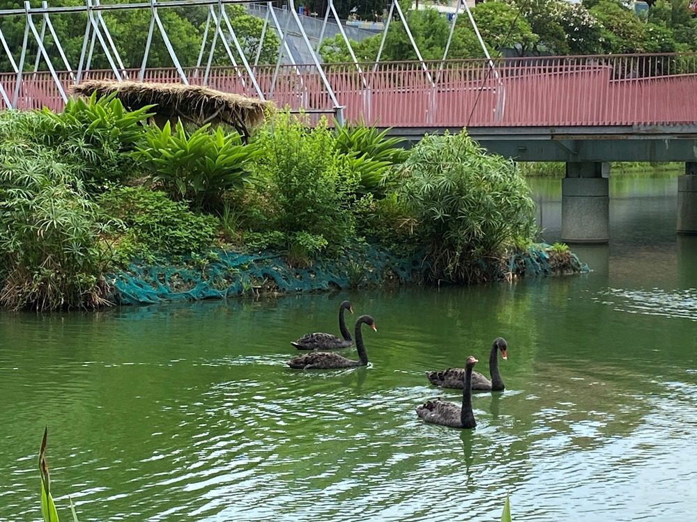 台中市秋紅谷新增嬌客　2對黑天鵝增添公園亮點