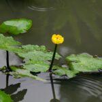 2.台灣萍篷草，為睡蓮科多年生草本植物，是台灣特有的浮葉性水生植物(照片來源：林振興於漳和濕地拍攝)