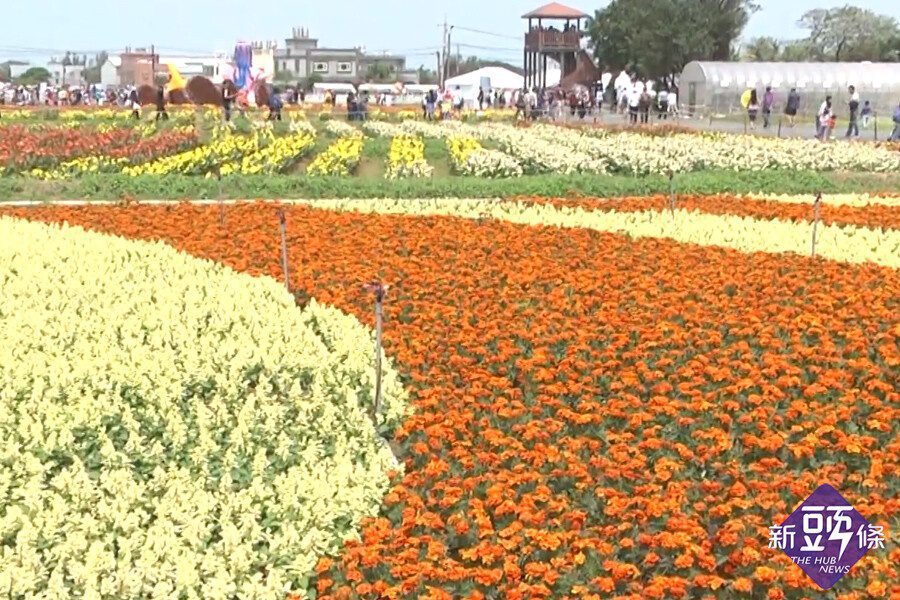 海芋季開幕 萬株彩色海芋揭開新體驗