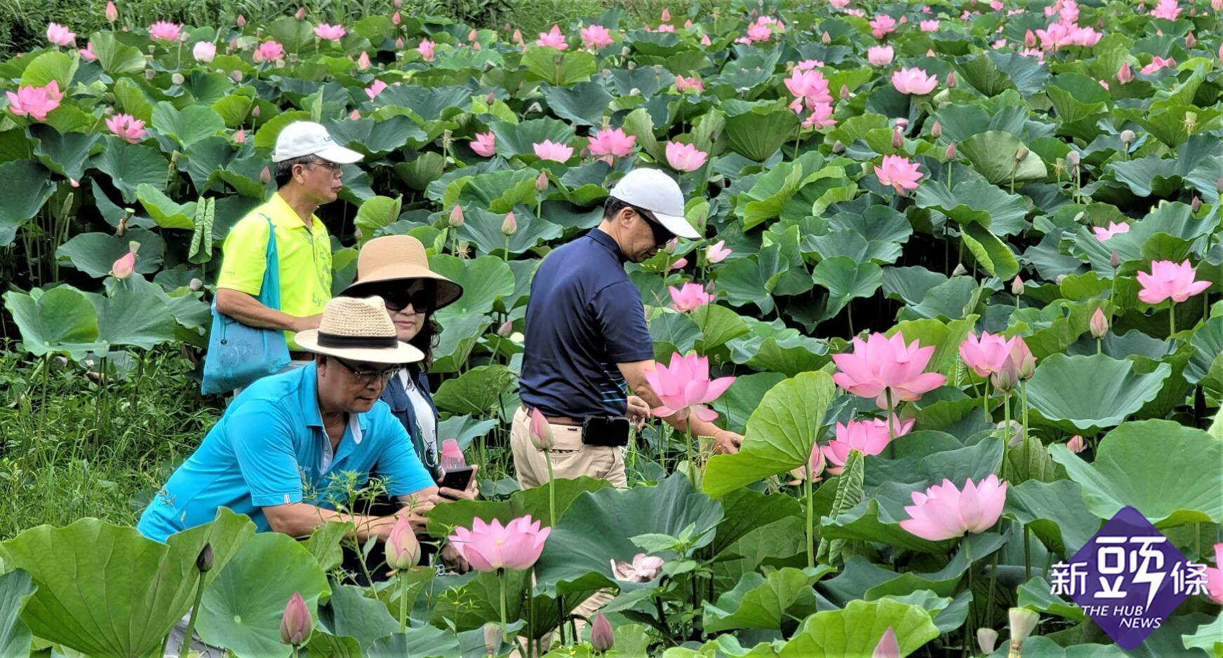 慢遊白河蓮花季  跨域農村體驗趣