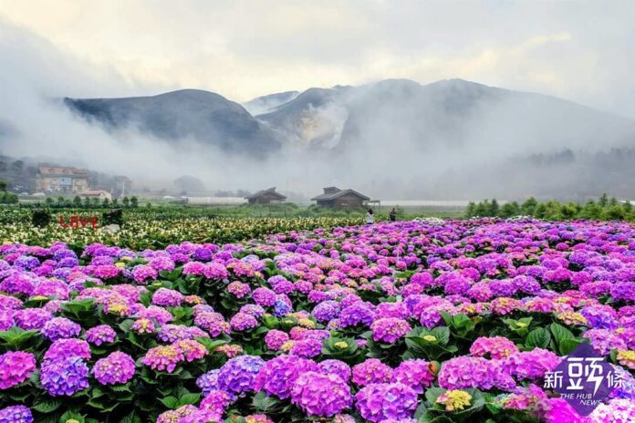 陽明山賞花趣