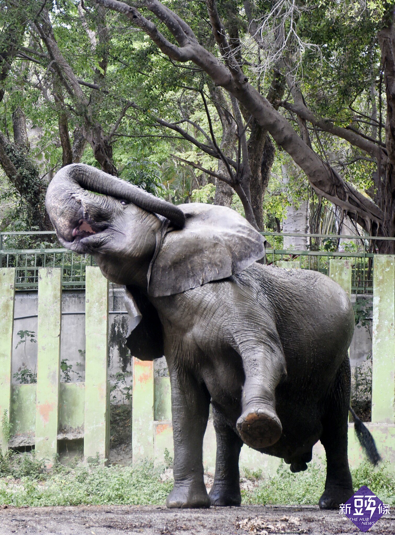 高雄壽山動物園休園重整　預告2022年10月再與動物們相見歡！