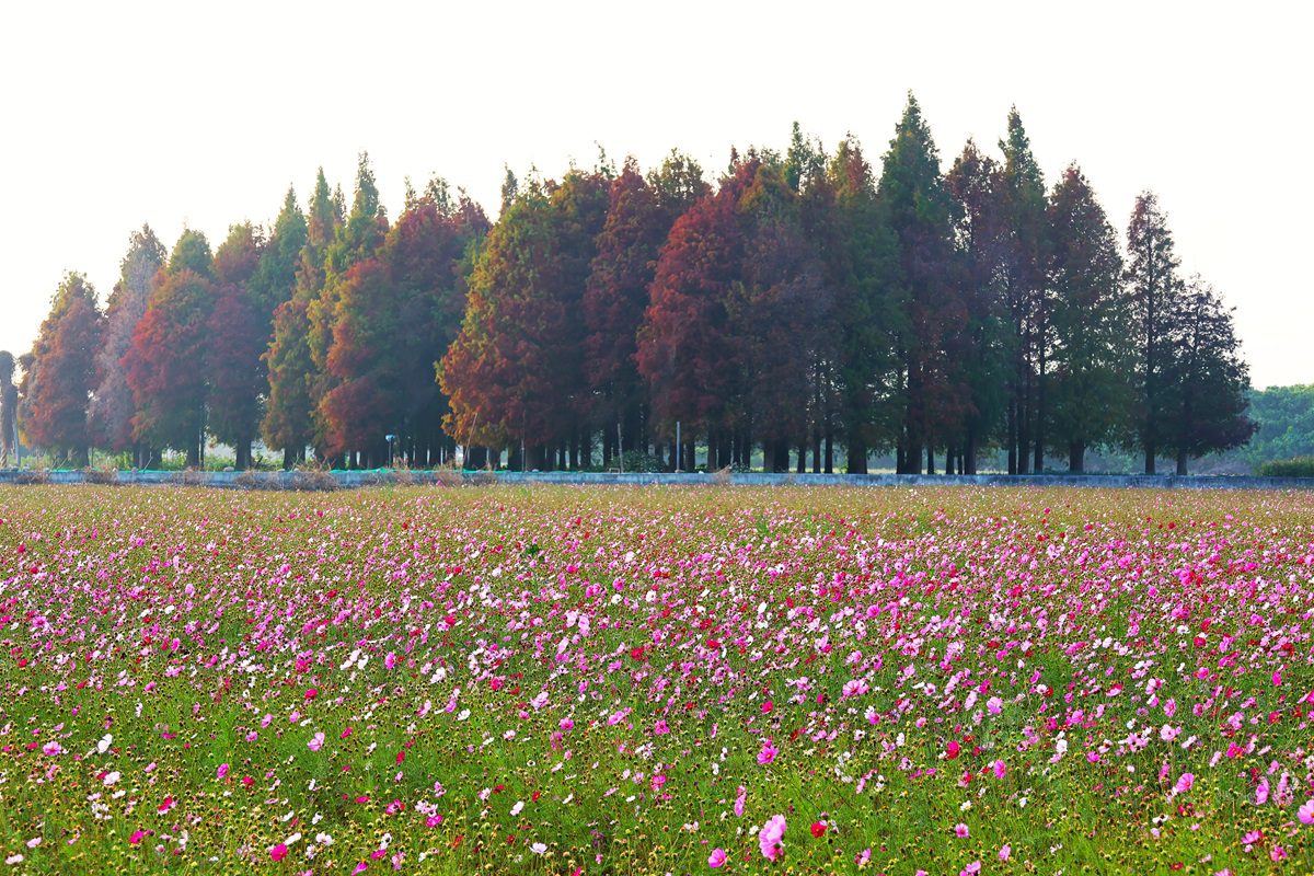 員林市南區公園旁營造繽紛花海　大波斯菊花田綻放農田新活力