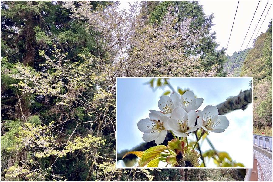 春遊何處去　太平山賞花情資報您知