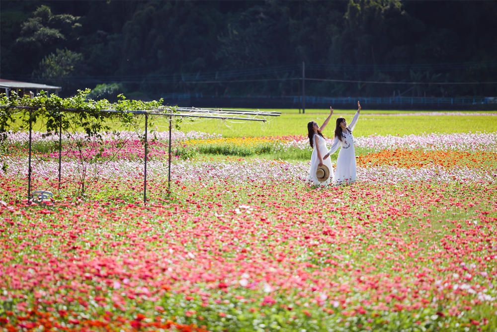 2022桃園花彩節11/12-20大溪登場　百萬花海打卡熱點 