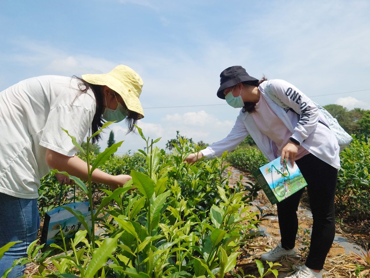 影音/大葉推動竹山茶產業發展　獲教育部大學社會責任計畫獎助