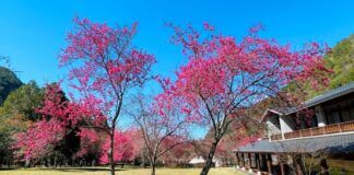 今年櫻花綻放比往年晚，奧萬大國家森林遊樂區櫻花園步道周邊的緋寒櫻已經進入盛開期。（圖/奧萬大國家森林遊樂區）