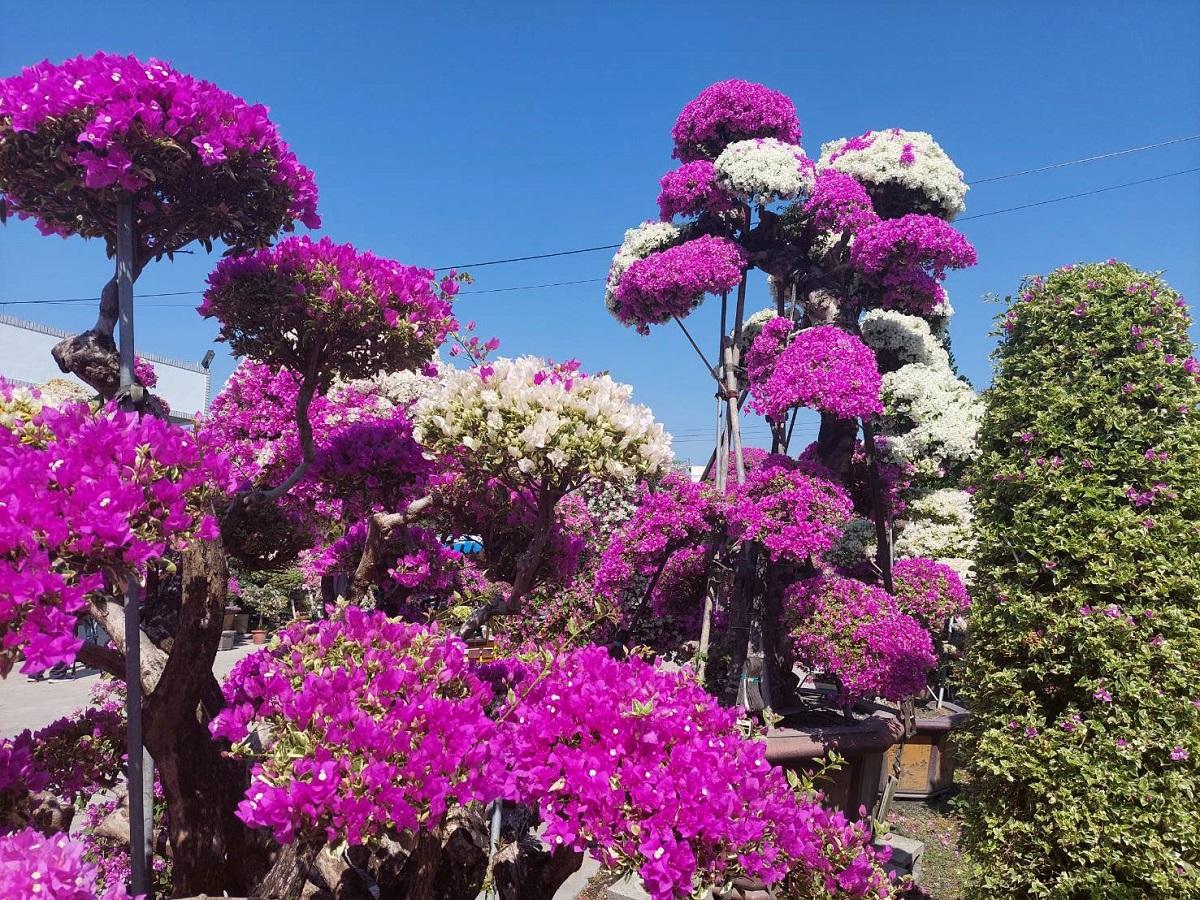 花現美好田尾產業文化市集　可騎三輪車遊賞九重葛庭園、很夯的多肉植物庭園