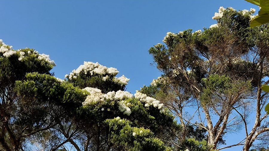 後山小調∕賞完桐花賞茶花