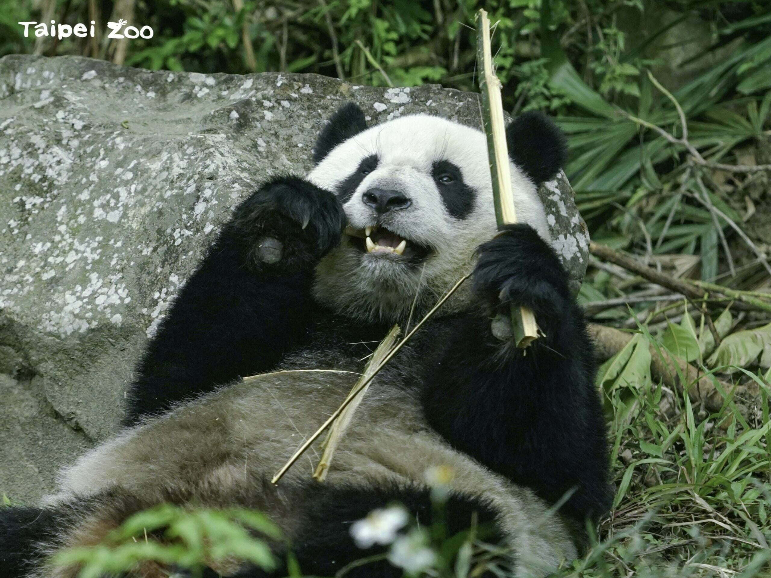 「夏季班」動物同學一起來慶生!