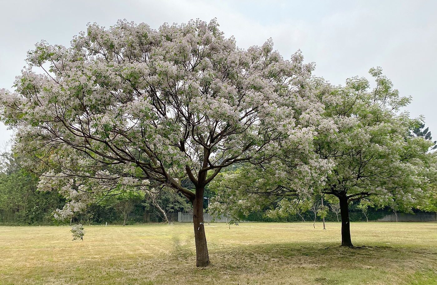 嘉市北香湖公園南洋櫻盛開　賞櫻免出國