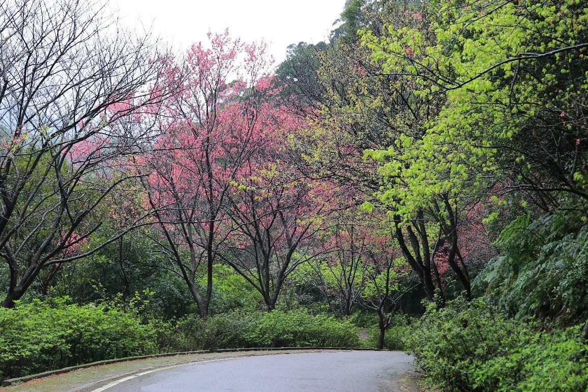 迎接世界自行車日  暢騎新北景觀廊道  賞季節限定花景