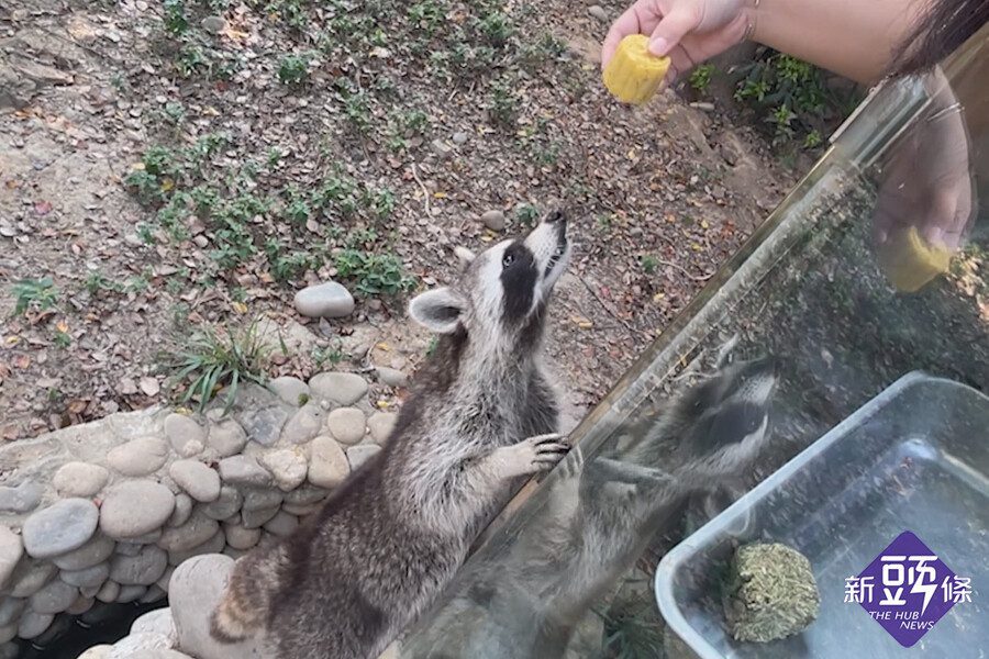 動物園特製月餅  動物萌吃月餅慶中秋