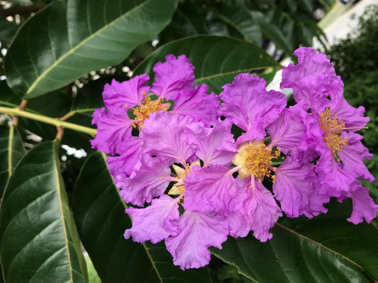 大花紫薇現蹤，浪漫紫色花朵宣告夏季的到來