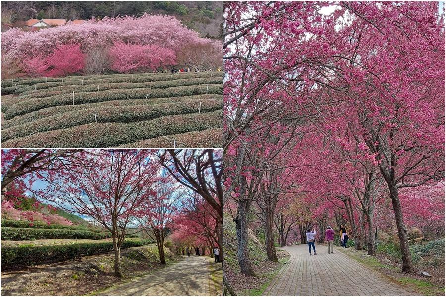 後山小調∕最美麗的櫻花茶園