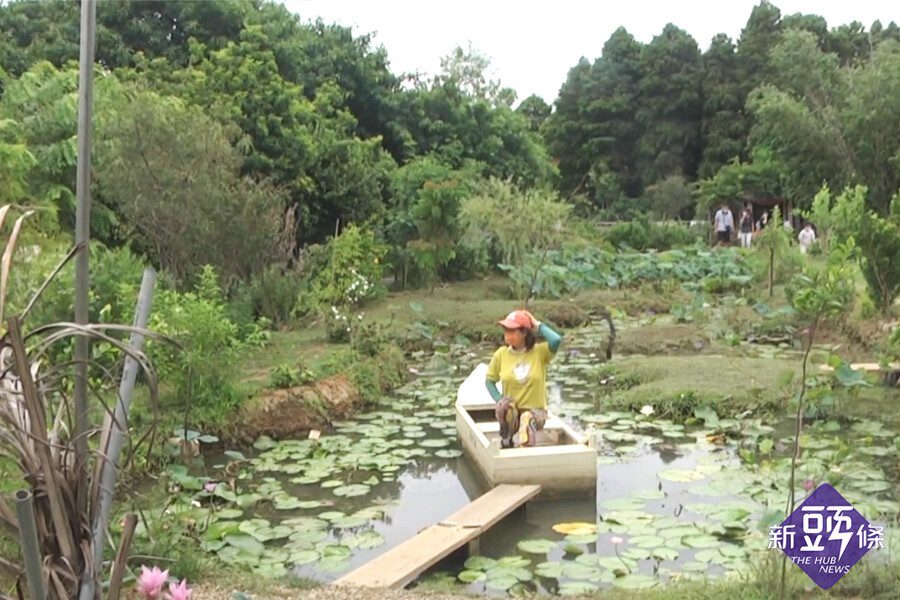 賞蓮花農遊趣  周邊農場趣味多